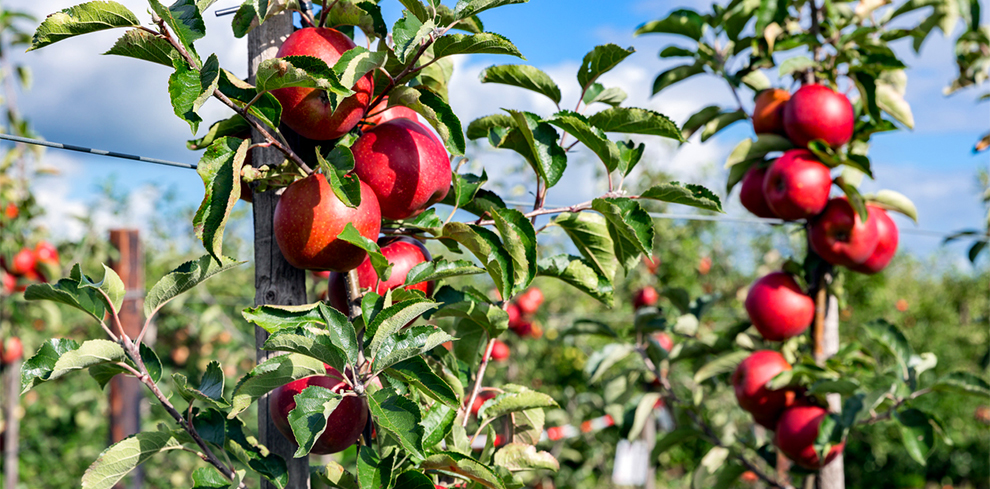 Apple Tree Care