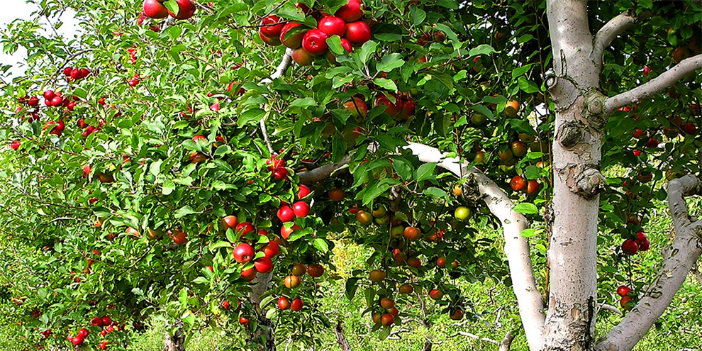 Apple Tree Lifespan