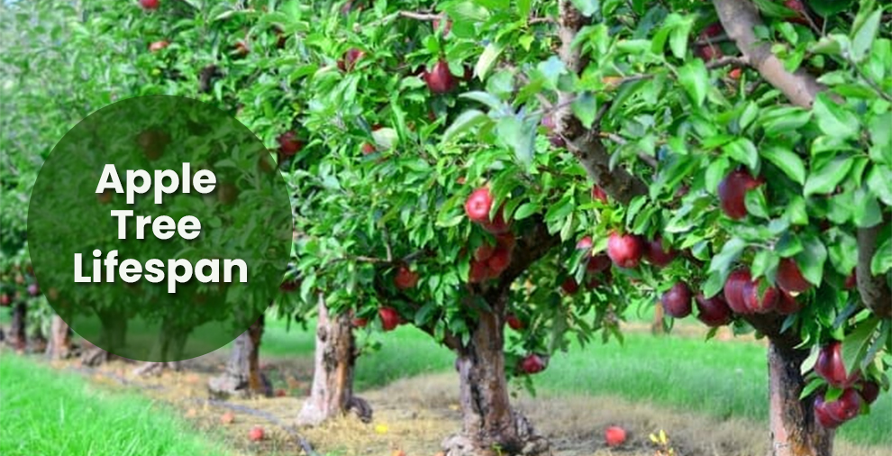 Apple Tree Lifespan