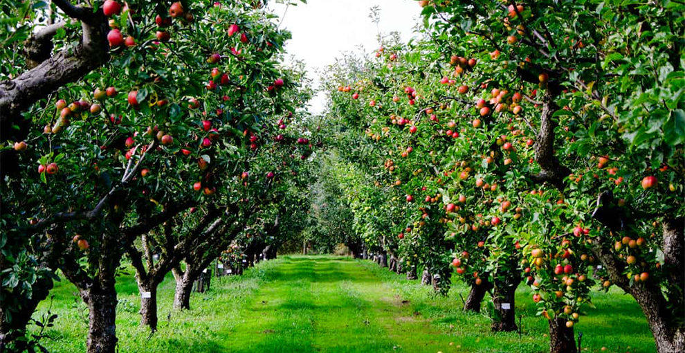 Apple Trees Grow