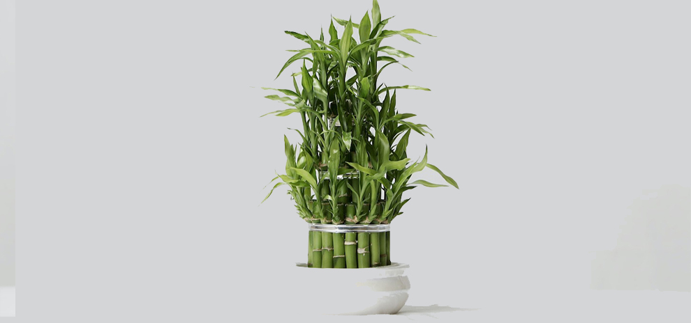 Bamboo Plants Are Best for Indoors