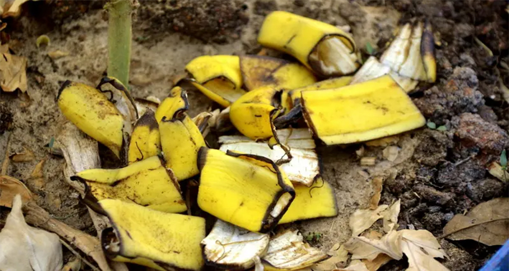 Banana Peel Recommended for Apple Trees