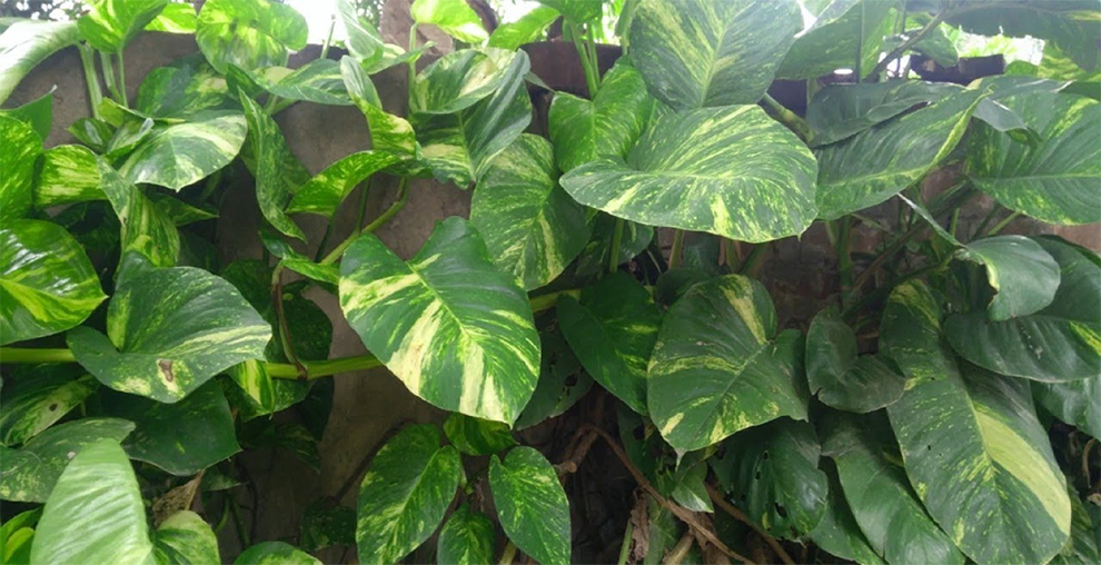 Big Leaf Money Plant