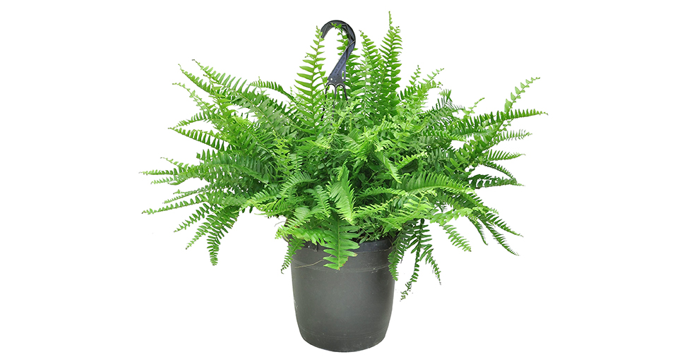 Boston Fern