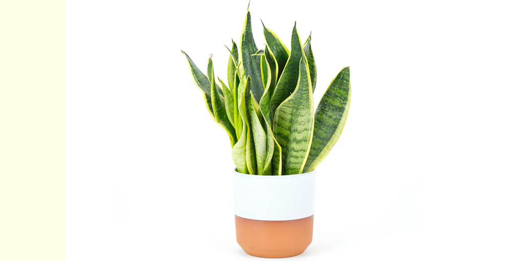 Snake Plant Disadvantages: Do The Cons Outweigh The Pros