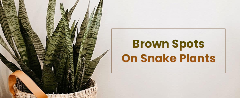 Brown Spots On Snake Plants 