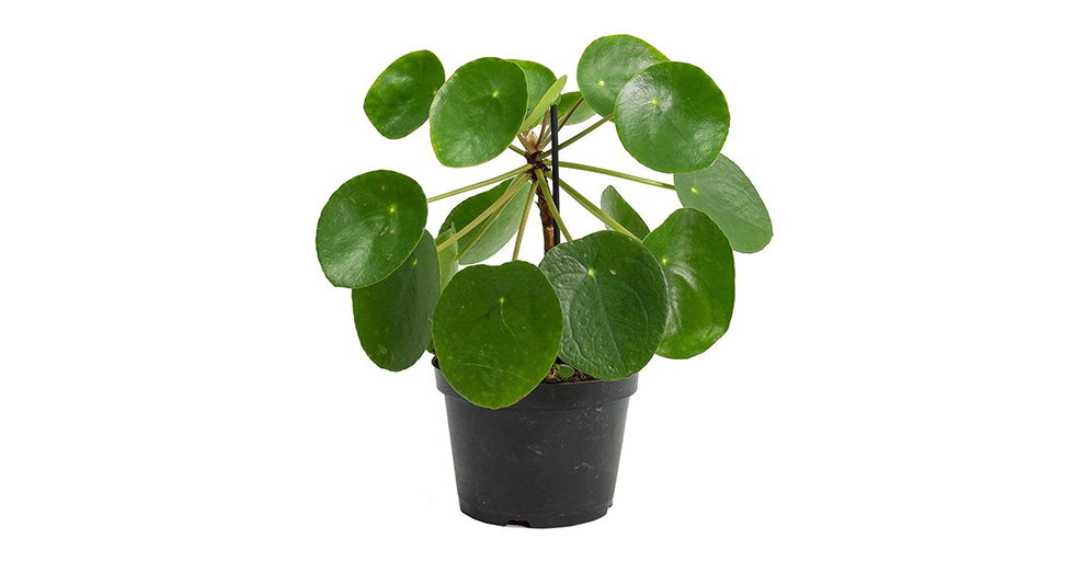 Chinese Money Plant