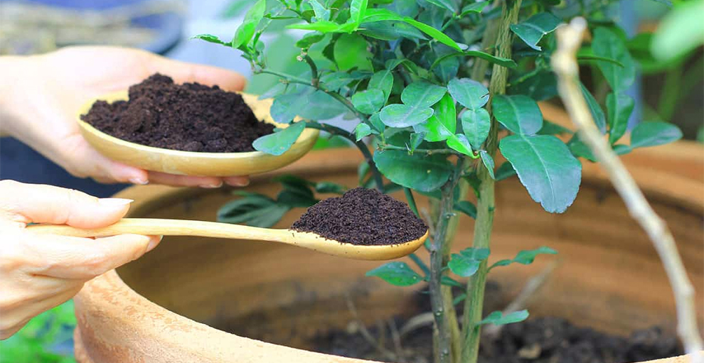 Coffee Grounds Help Apple Trees