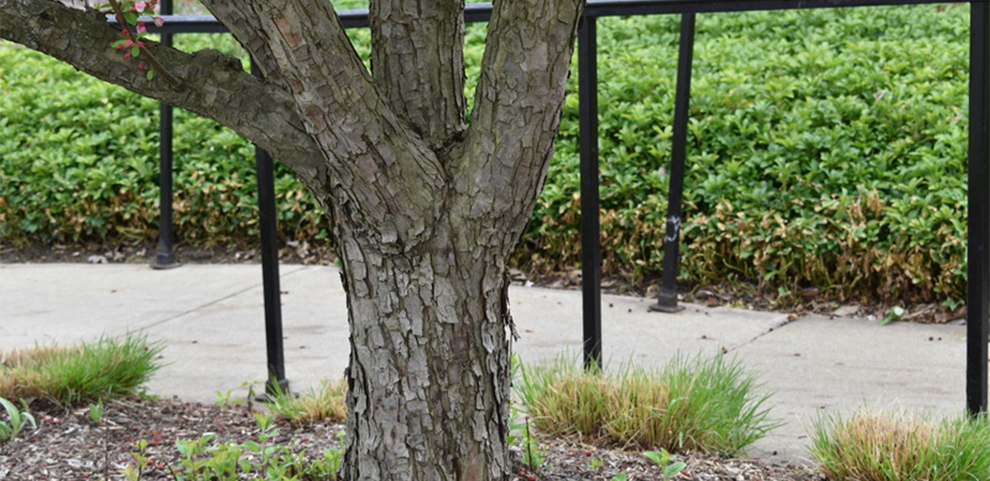 Crabapple Tree Bark