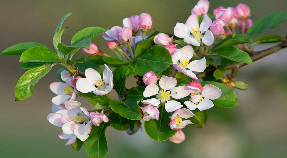 Crabapple Tree Blossoms