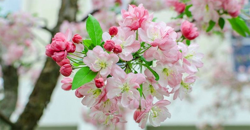 Crabapple Tree Flowers