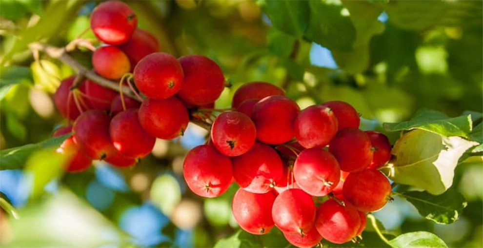 Crabapple Tree Fruits