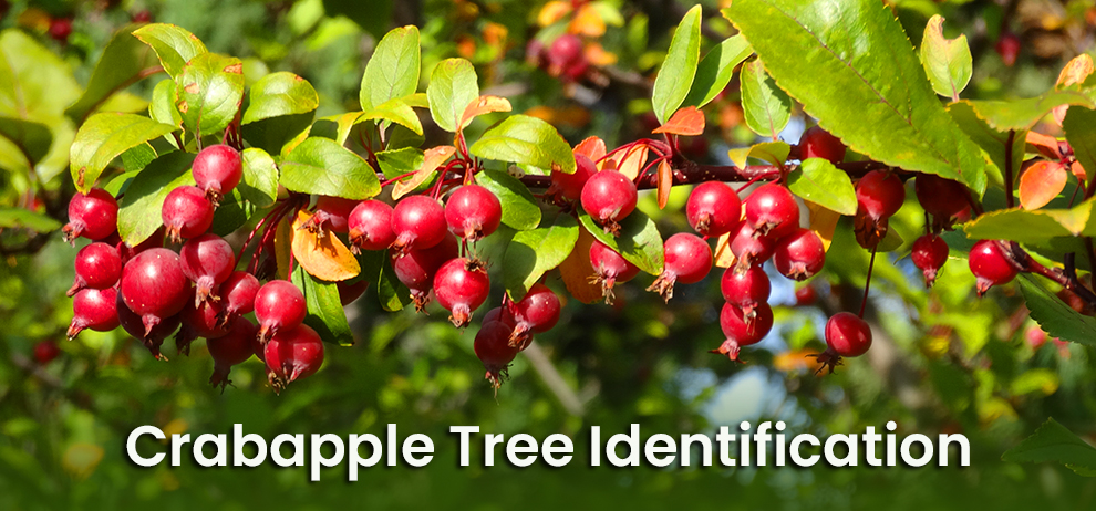 Crabapple Tree Identification