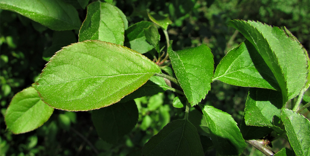 Crabapple Tree Leaves
