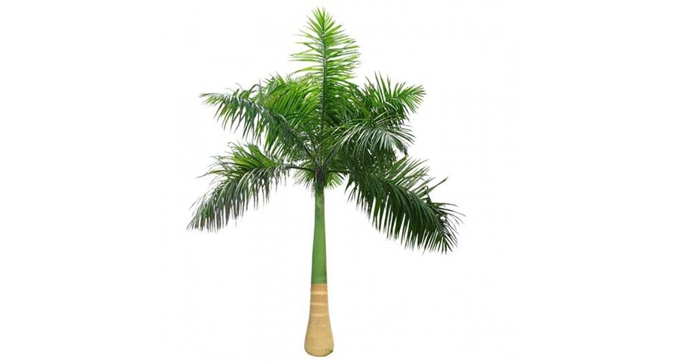 Cuban Royal Palm