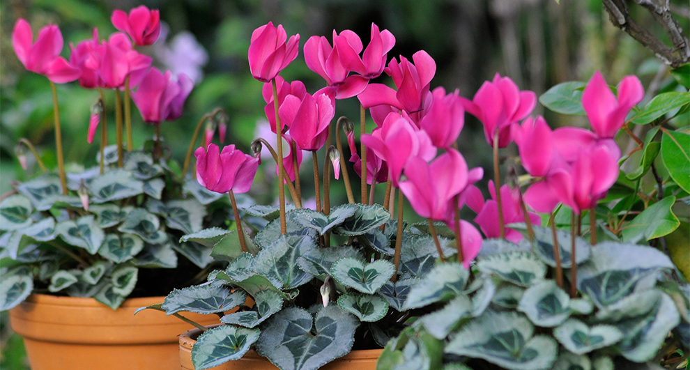 Cyclamen Plant