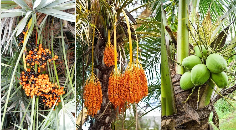 Date Palm Fruit Vs Other Palm Trees