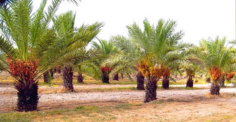 Lifespan of Date Palm vs Other Palms