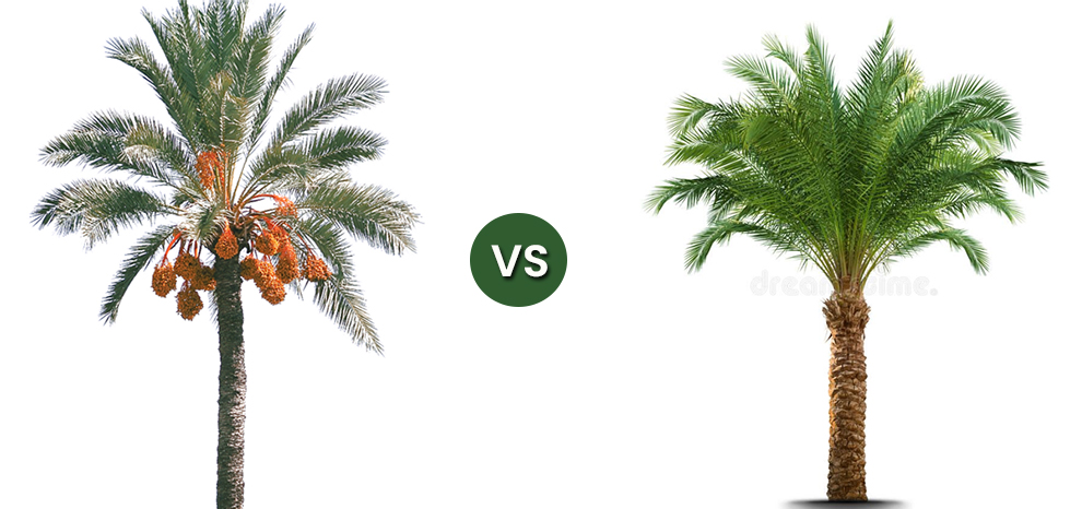 Date Palm vs Palm Trees