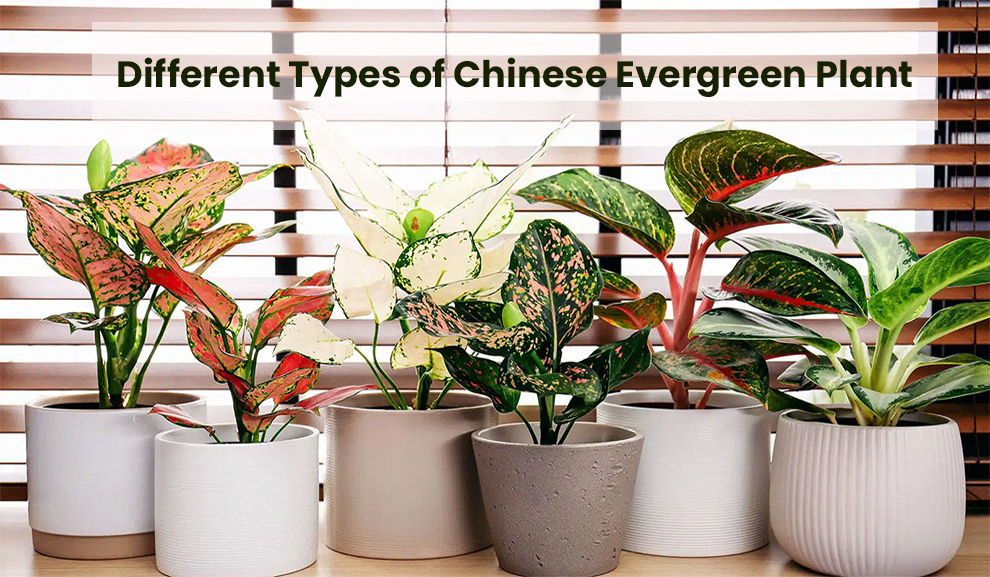 Different Types Of Aglaonema Chinese Evergreen Plant
