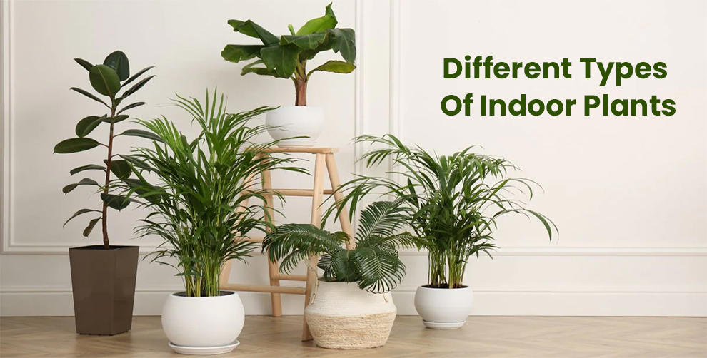 Different Types Of Indoor Plants