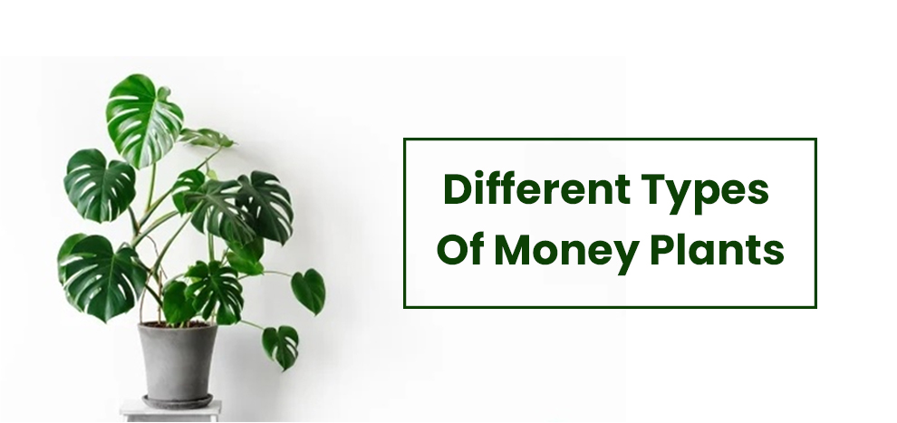 Different Types Of Money Plants