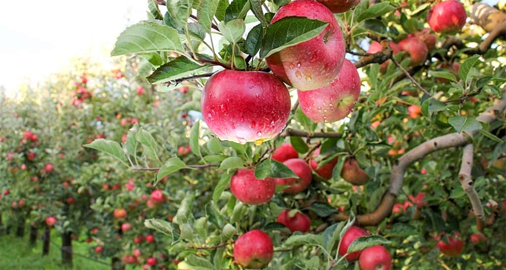 Dwarf Apple Tree Variety For Quick Growth