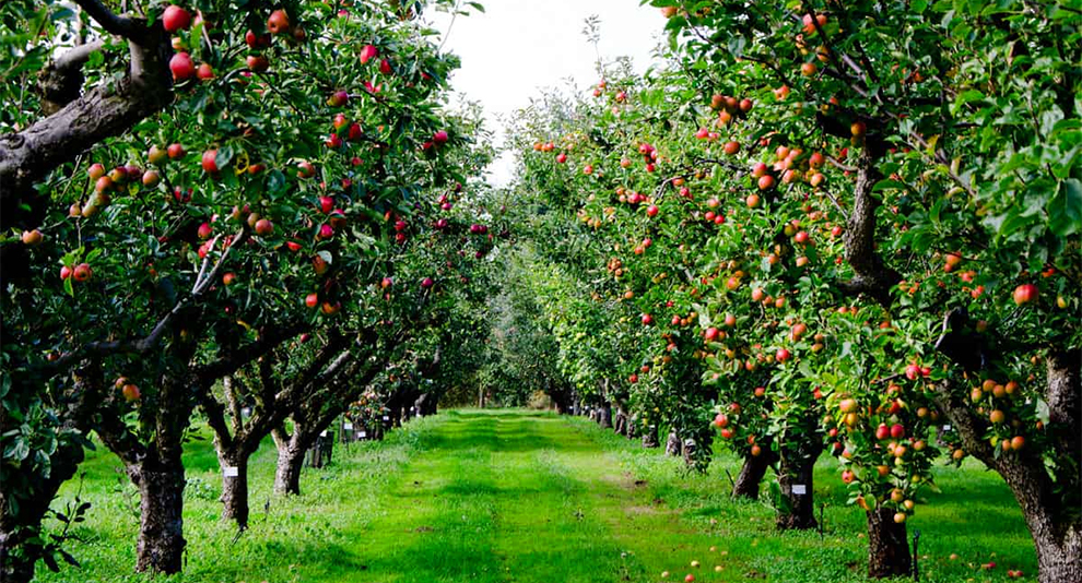 Dwarf Apple Trees Live