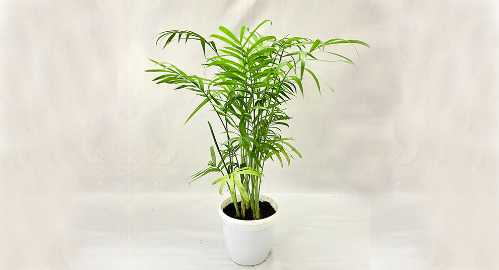 Dwarf Bamboo