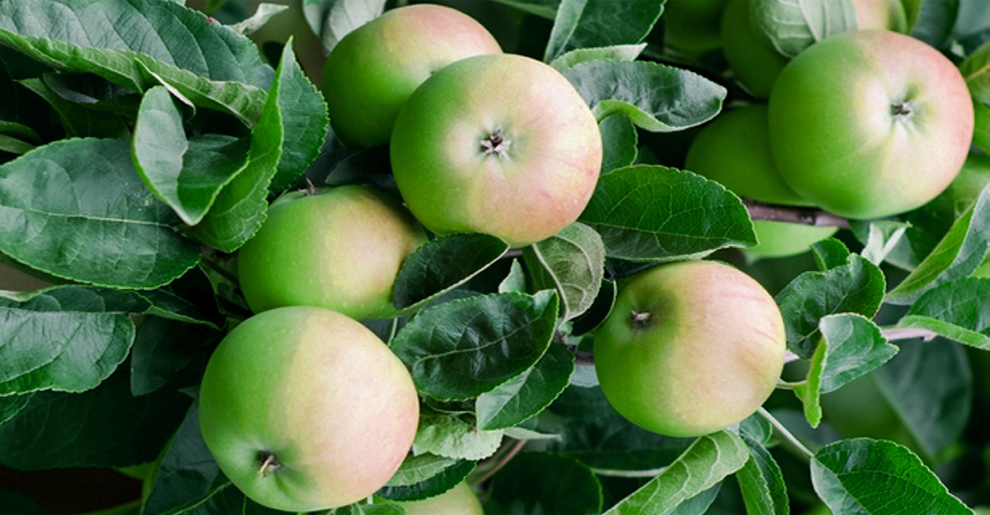 Early Harvest Apple