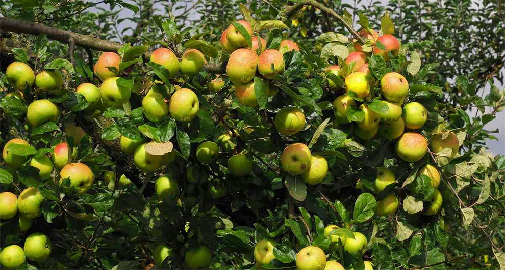 Factors That Affect The Lifespan Of An Apple Tree