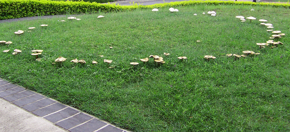 Fairy Ring