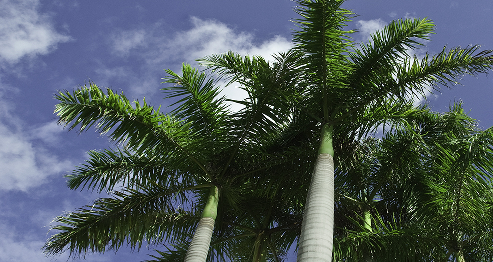 Florida royal palm