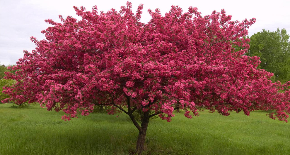 Flowering Crabapple Trees 