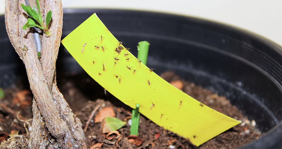 Fungus Gnats