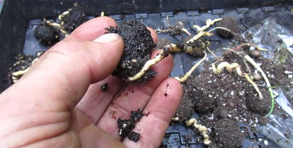 Germinate Bismarck Palm Seeds