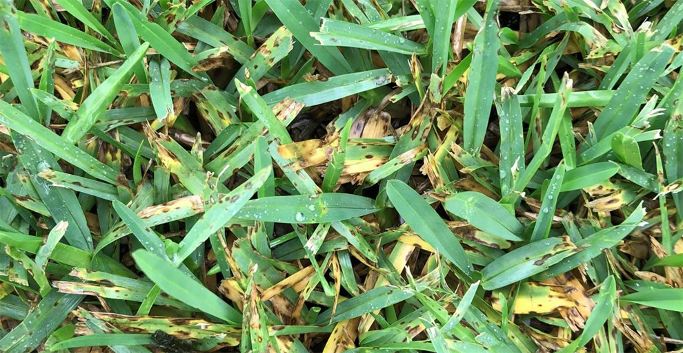 Gray Leaf Spot