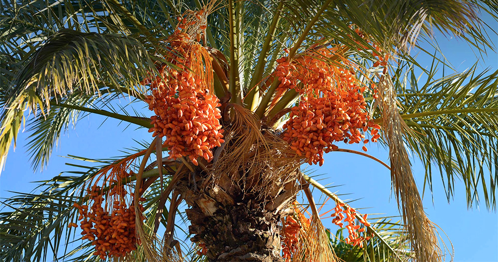 Grow A Date Palm Tree Compared To Other Palm Trees