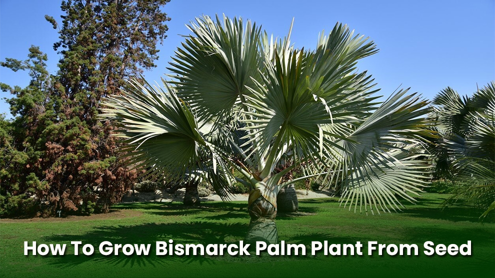 How To Grow Bismarck Palm Plant From Seed 
