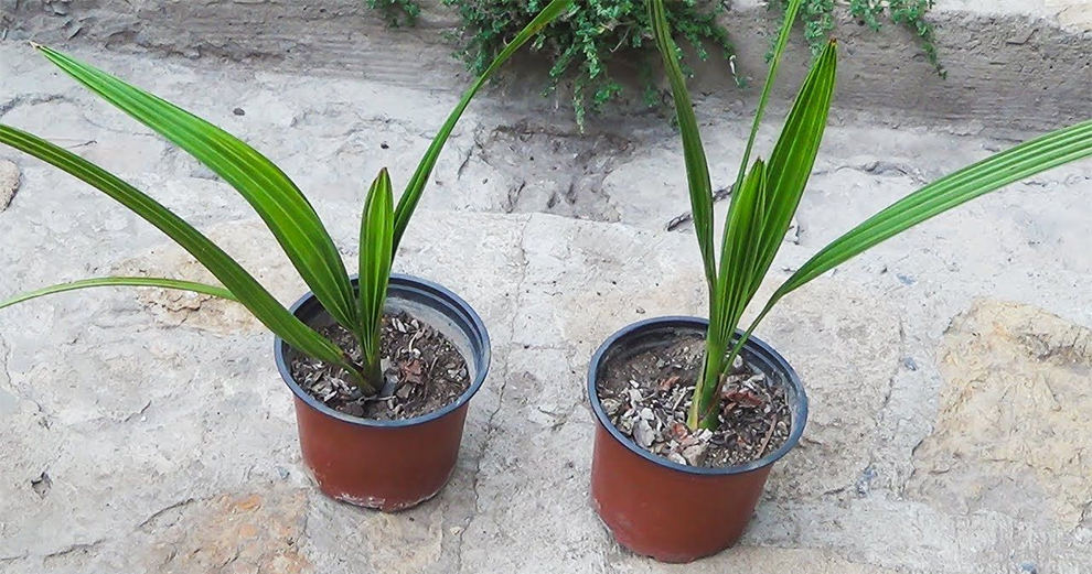 Grow Date Palms Indoors