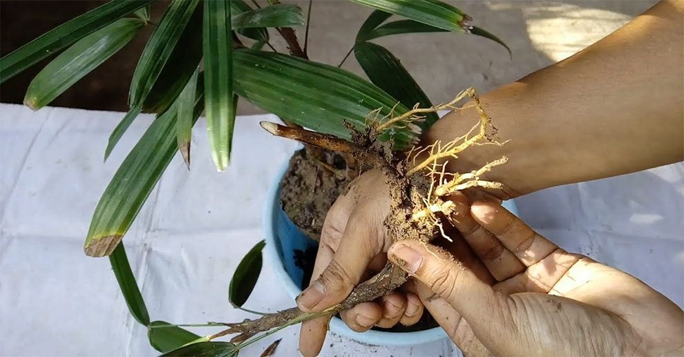 Grow Lady Palm From Cutting