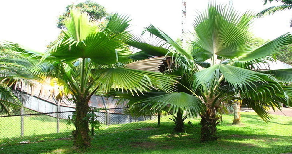 Growing & Nurturing the Windmill Palm Seedlings Further