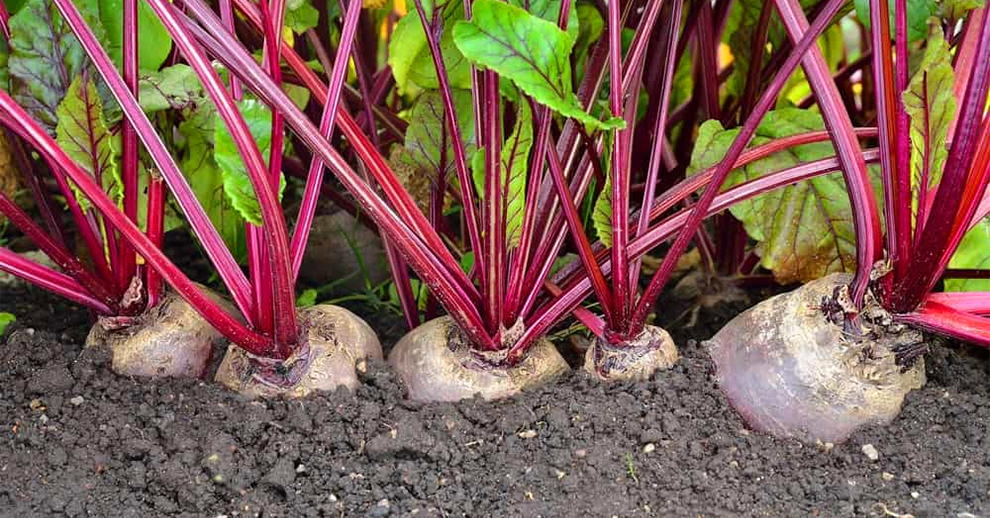 Harvest The Underground Veggies