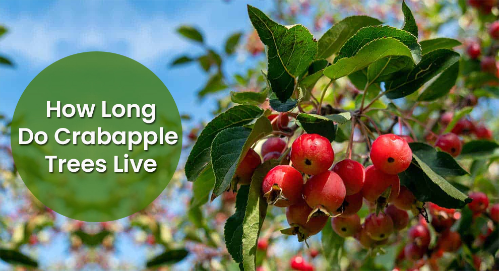 How Long Do Crabapple Trees Live