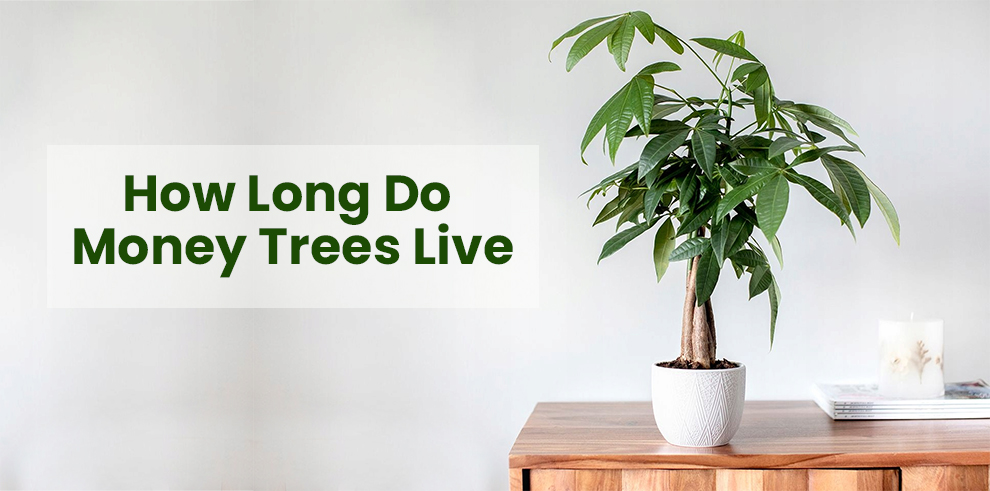 How Long Do Money Trees Live