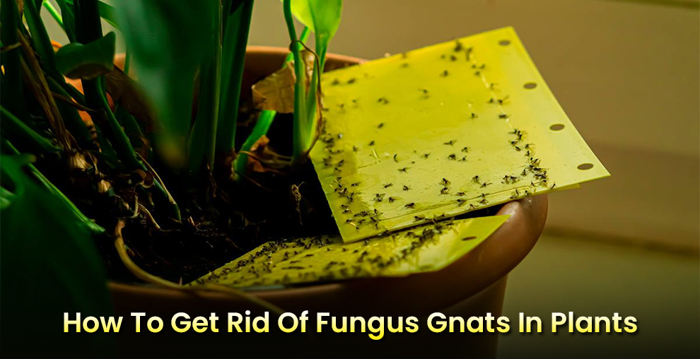 How To Get Rid Of Fungus Gnats In Plants
