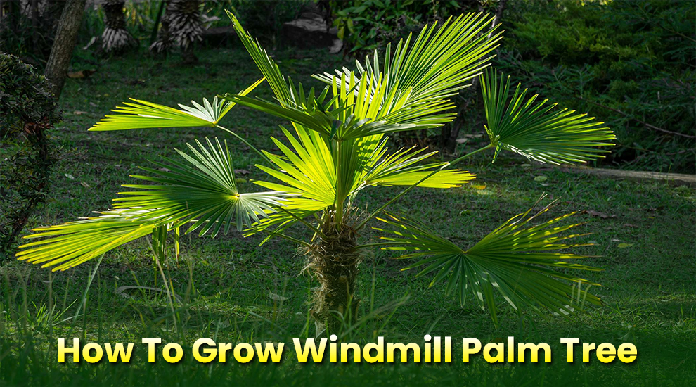How To Plant & Grow Windmill Palm Trees