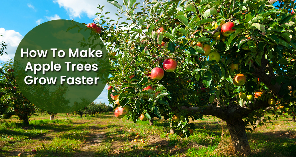 How to Make Apple Trees Grow Faster