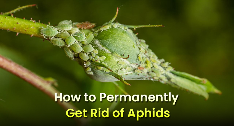  How To Get Rid Of Aphids Permanently