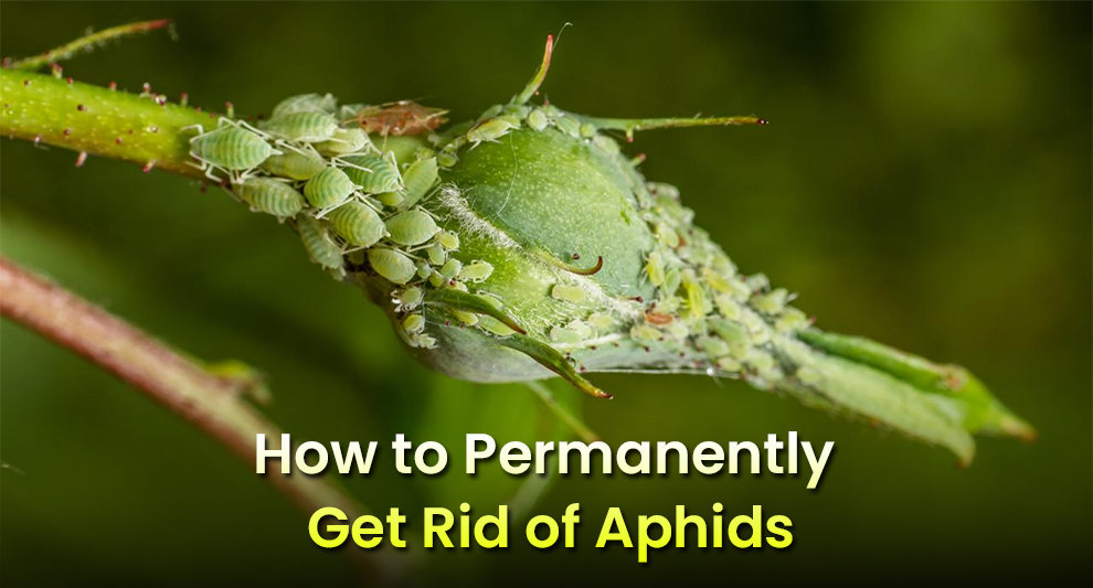 How To Get Rid Of Aphids Permanently
